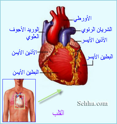 أمراض القلب و الجهاز الدوري
