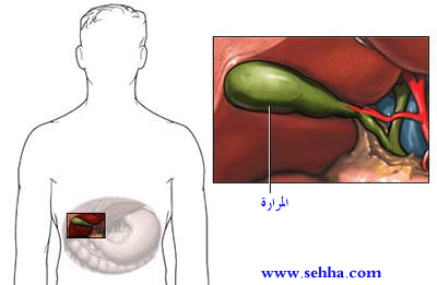 قناة تربط ثلاثة أعضاء من جسمك هي الكبد والمرارة والأمعاء الدقيق
