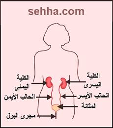 التهاب المسالك البولية عند النساء