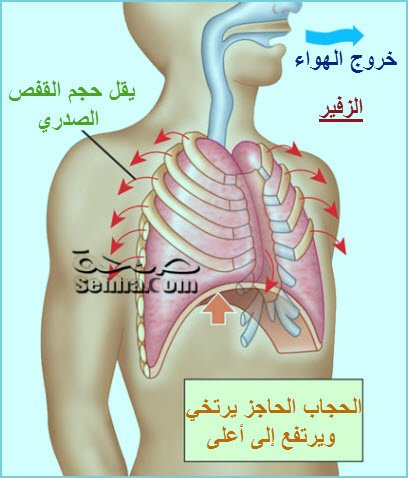 عملية التنفس - الزفير