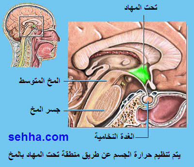 يتم تنظيم حرارة الجسم عن طريق منطقة تحت المهاد بالمخ