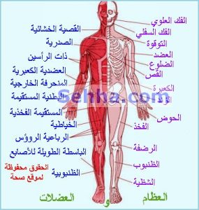 أمراض العضلات والهيكل العظمي والنسيج الضام